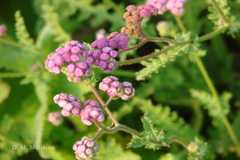 Cyathocline purpurea var. bicolor